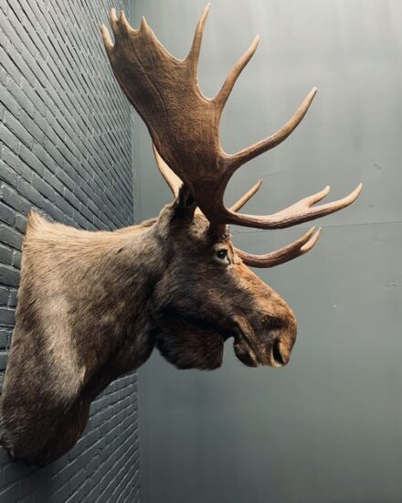 taxidermy-head-of-a-canadian-moose-3109320-en-max