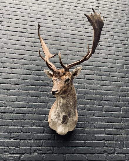 taxidermy-head-of-a-fallow-deer-3144439-en-max