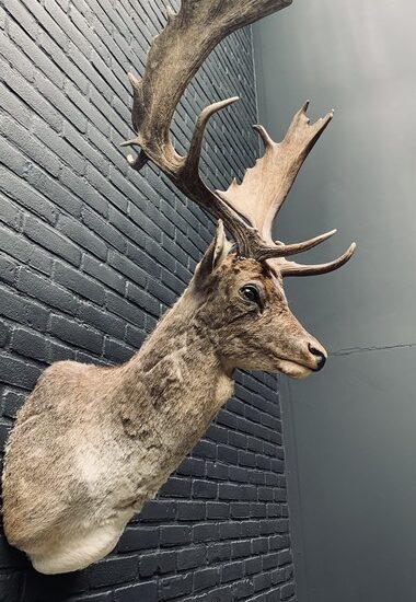 taxidermy-head-of-a-fallow-deer-3144443-en-max