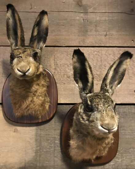 taxidermy-head-of-a-hare-1080822-en-max