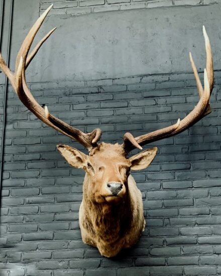 taxidermy-head-of-a-huge-wapiti-3109310-en-max