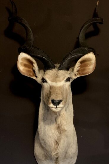 taxidermy-head-of-a-large-kudu-1532831-en-max