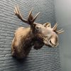 Taxidermy head of a Scandinavian moose