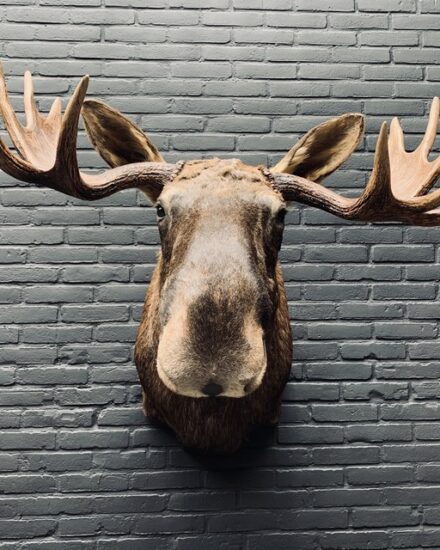 taxidermy-head-of-a-scandinavian-moose-3109259-en-max