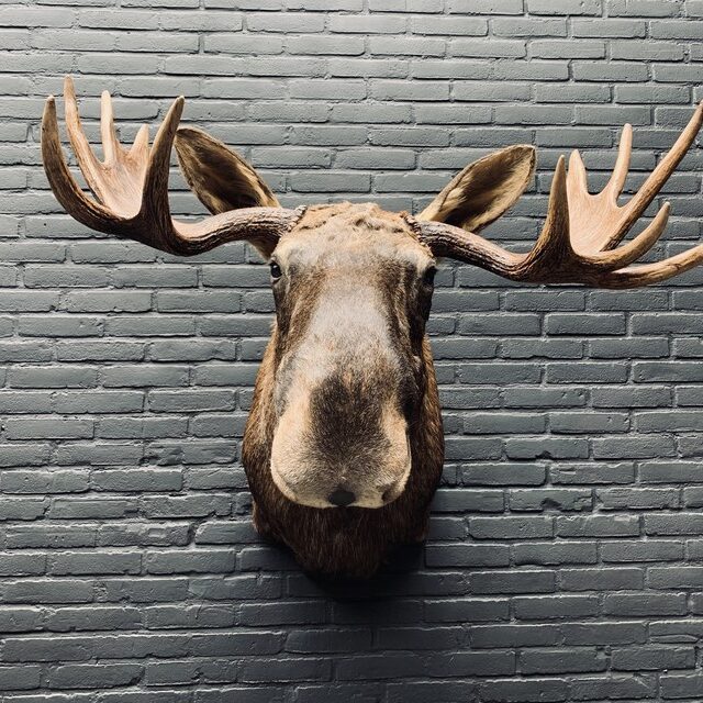 taxidermy-head-of-a-scandinavian-moose-3109259-en-max