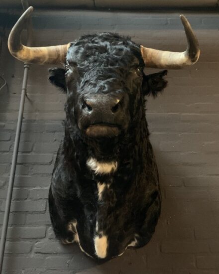 taxidermy-head-of-a-spanish-fighting-bull-2332596-en-max