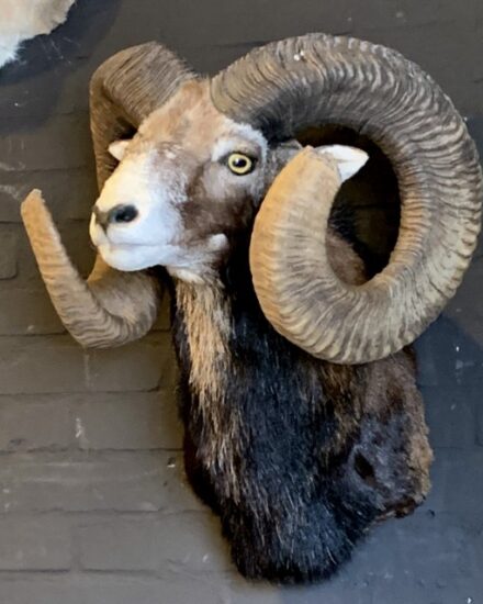 taxidermy-heavy-capital-mouflon-ram-1730156-en-max