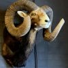 Taxidermy heavy capital mouflon ram