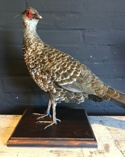 taxidermy-kalij-pheasant-145-1013616-en-max