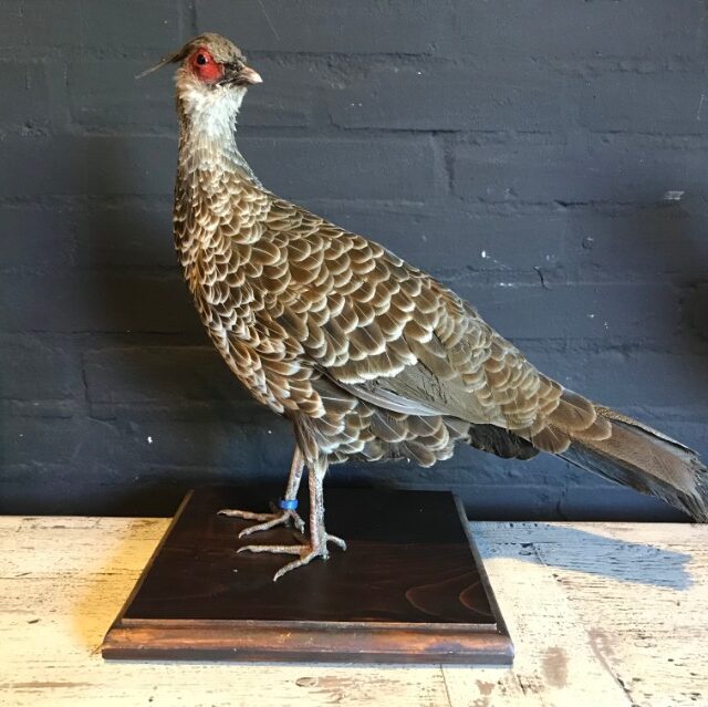 taxidermy-kalij-pheasant-145-1013616-en-max