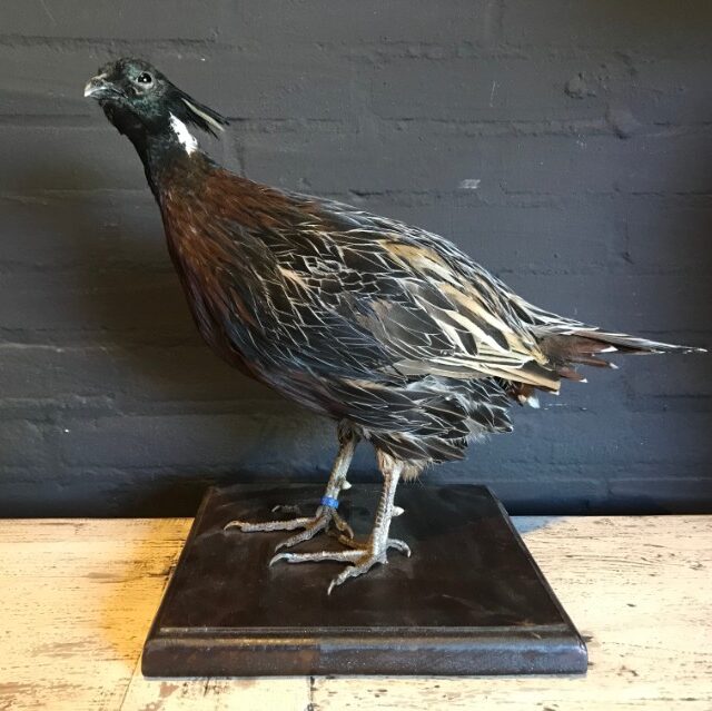 taxidermy-koklas-pheasant-145-1013619-en-max