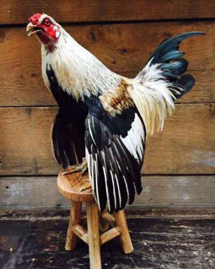 taxidermy-life-like-rooster-551464-en-max