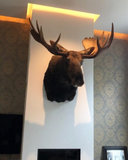 taxidermy-moose-head-1898175-en-max