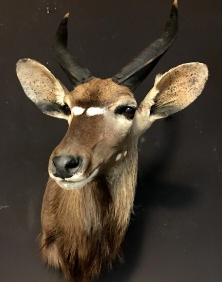 taxidermy-nyala-head-924285-en-max