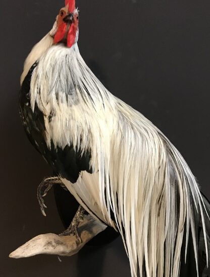 taxidermy-onagadorie-rooster-998574-en-max