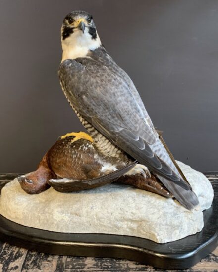 taxidermy-peregrin-falcon-with-grouse-1954087-en-max