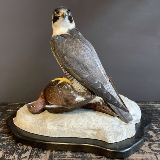 taxidermy-peregrin-falcon-with-grouse-1954087-en-max