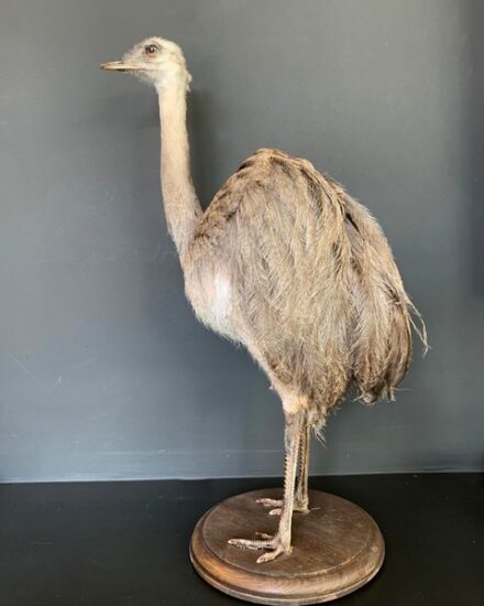 taxidermy-rhea-3035012-en-max