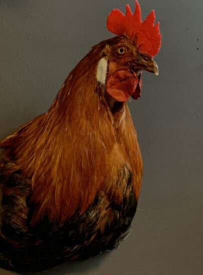 taxidermy-rooster-head-1898809-en-max