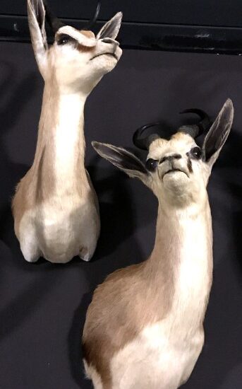 taxidermy-springbock-heads-924315-en-max