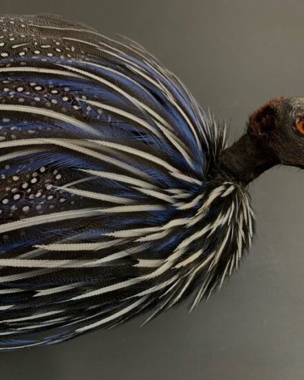 taxidermy-vulturinum-guinea-fowl-2945005-en-max