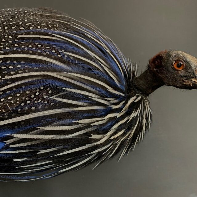 taxidermy-vulturinum-guinea-fowl-2945005-en-max