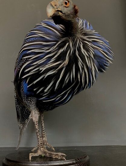 taxidermy-vulturinum-guinea-fowl-2945012-en-max-1