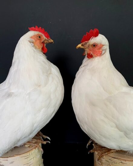 taxidermy-white-chickens-3071331-en-max