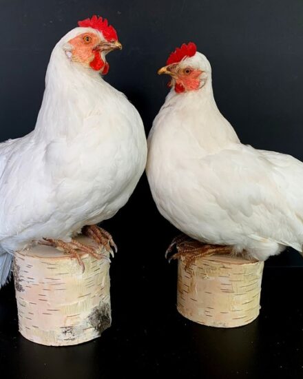 taxidermy-white-chickens-3071333-en-max