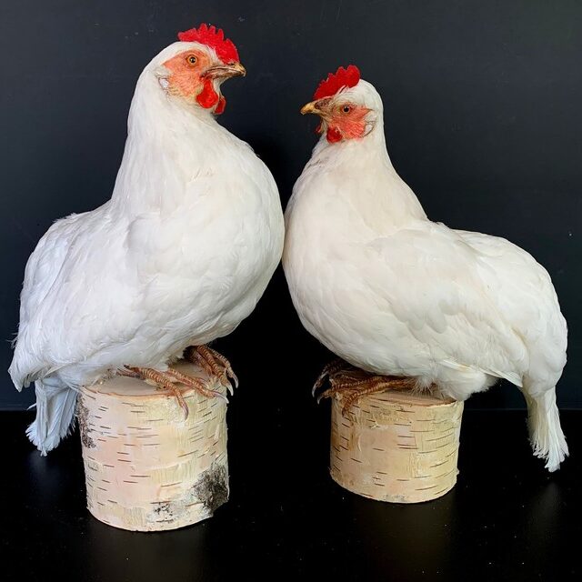 taxidermy-white-chickens-3071333-en-max