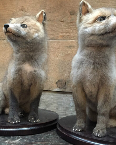 taxidermy-young-foxes-566058-en-max