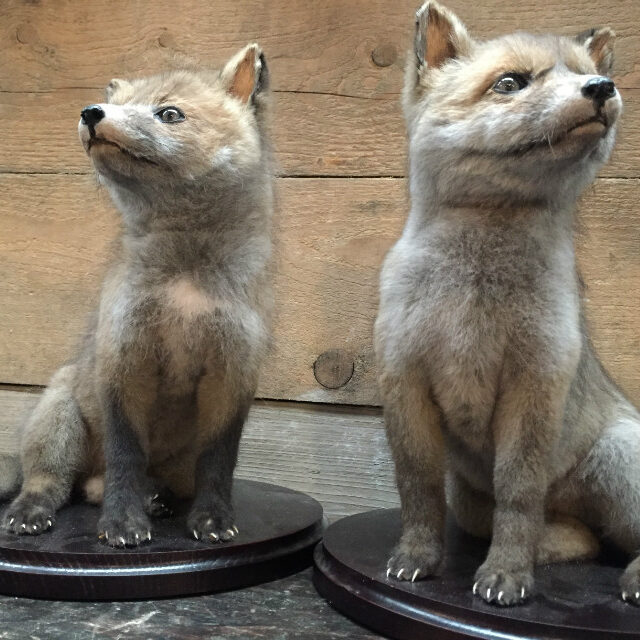 taxidermy-young-foxes-566058-en-max