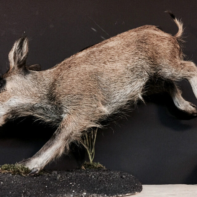 taxidermy-young-wild-boar-431040-en-max