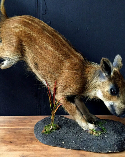 taxidermy-young-wild-boar-536795-en-max