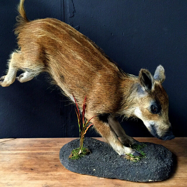 taxidermy-young-wild-boar-536795-en-max