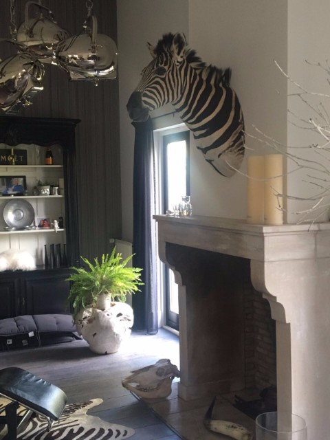 Ausgestopfter Zebra Kopf in eines schones interior.