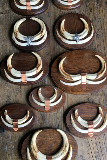 teeth-of-warthogs-that-are-mounted-on-unique-solid-oak-planks-593780-en-max