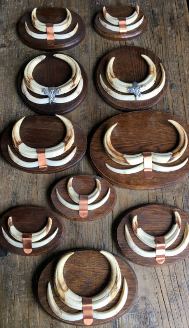Teeth of warthogs that are mounted on unique solid oak planks.