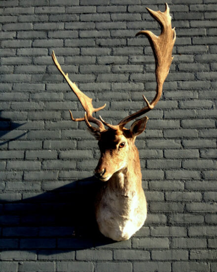 trophy-head-of-a-fallow-deer-376205-en-max