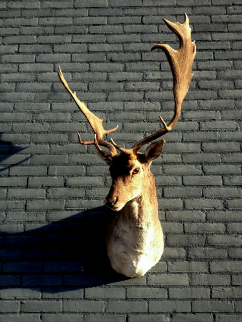 Trophy head of a fallow deer