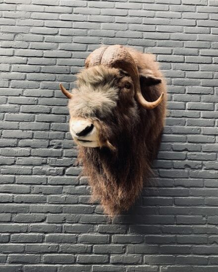 trophy-head-of-a-musk-ox-3109275-en-max