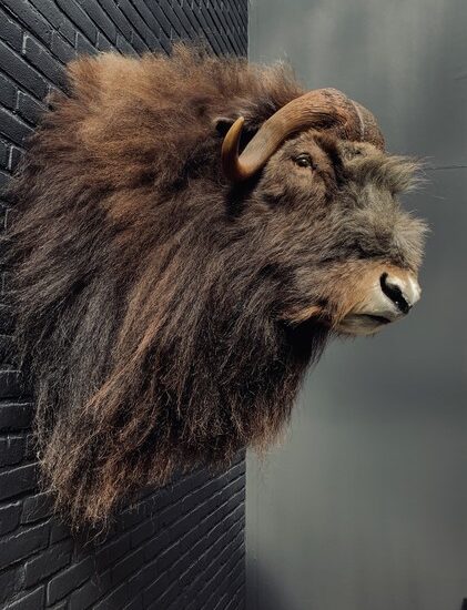 trophy-head-of-a-musk-ox-3109314-en-max