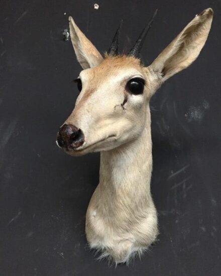 trophy-head-of-an-african-duiker-518067-en-max