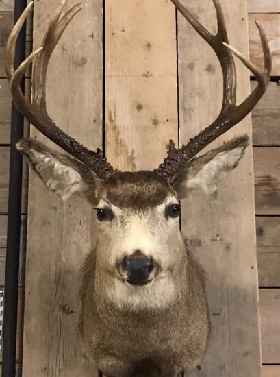 unique-taxidermy-head-of-an-american-muledeer-839346-en-max