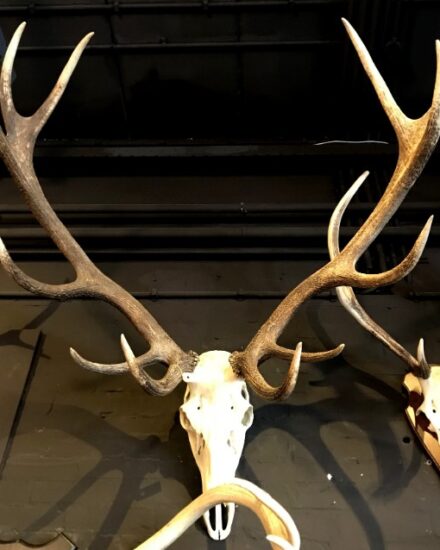 various-extremely-heavy-antlers-991781-en-max