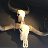 Mehrere große Schädel Longhorns, Yak, Wasserbüffel und ungarisch Steppenrind