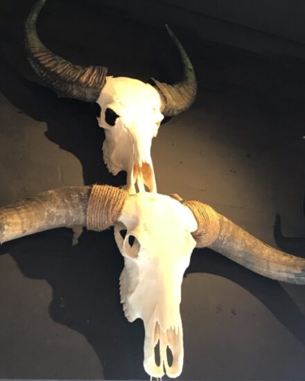 various-large-skulls-of-longhorns-yak-water-buffalo-and-hungarian-steppe-catle-816981-en-max