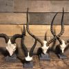 Beautiful bleached kudu skulls