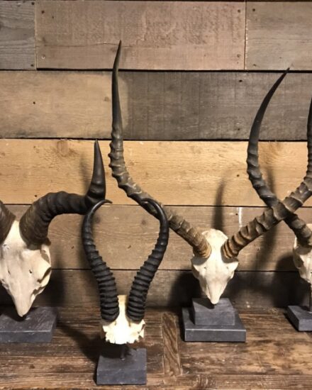 various-skulls-of-african-antelopes-808634-en-max