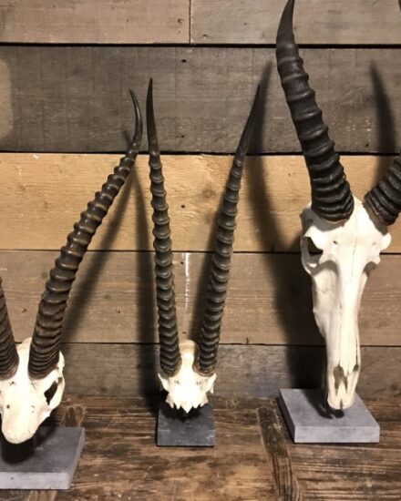 various-skulls-of-african-antelopes-808642-en-max